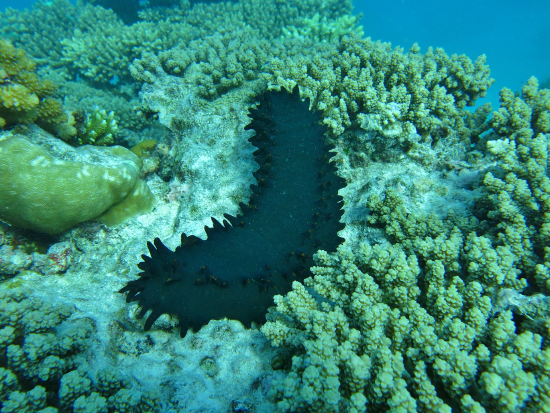  Stichopus chloronotus (Black Cucumber, Greenfish Sea Cucumber)